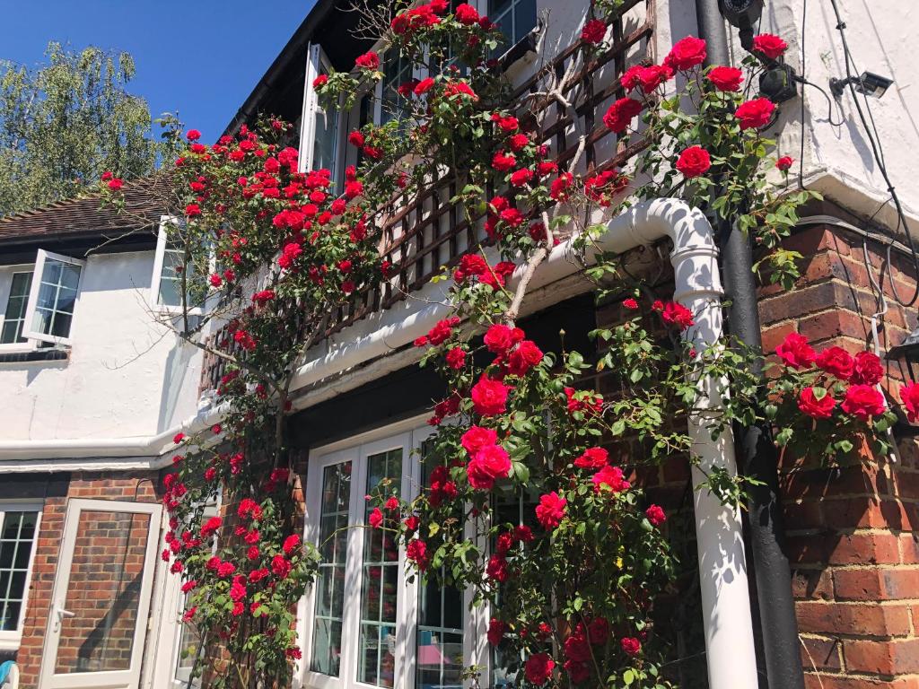Red climbing roses covering the brick and timber exterior of Hazelwick